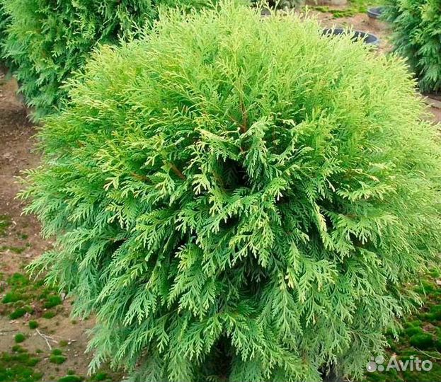 Саженцы Туи Вудварди