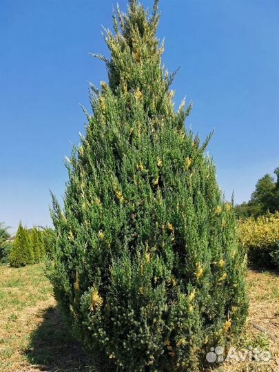 Можжевельник Вариегата - Variegata