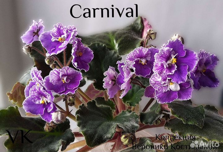 Укоренённые черенки сортовых Сенполий