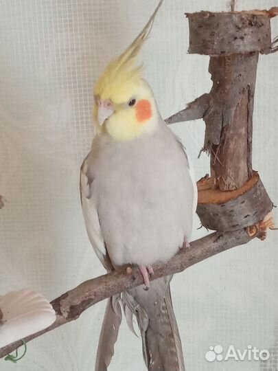 Попугай корелла мальчик