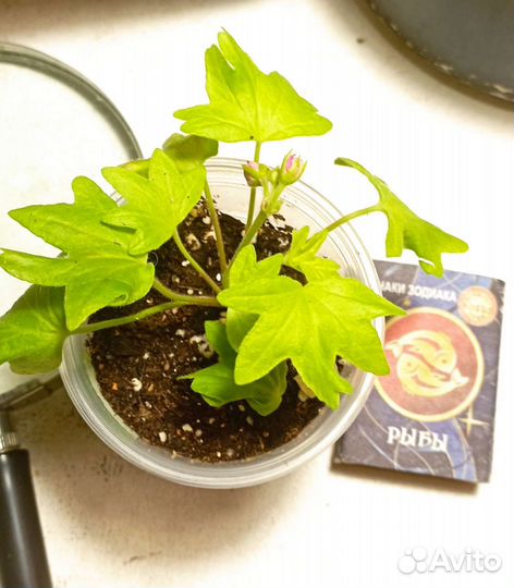 Kitbridge, Лотта Лумберг стеллары пеларгония мини