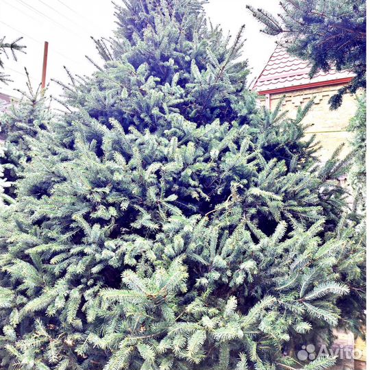 Ель зеленая сизая и голубая