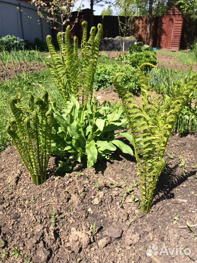 Многолетник Папоротник страусник