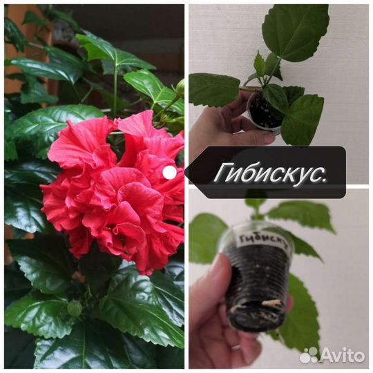 Комнатные цветы