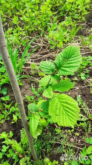 Лесной орех лещина саженцы