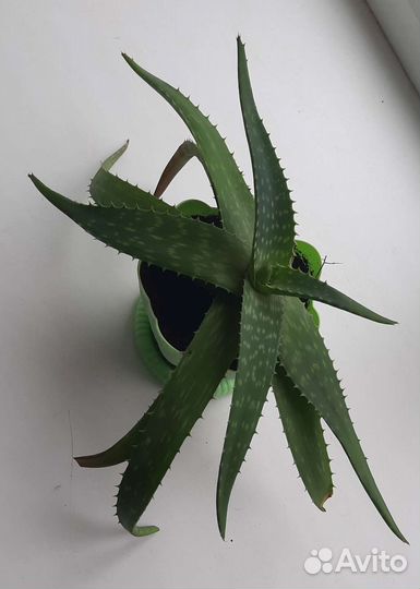 Алоэ столетник