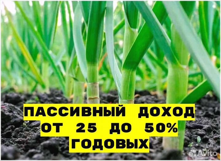 Привлекаем инвестиции с гарантией дохода