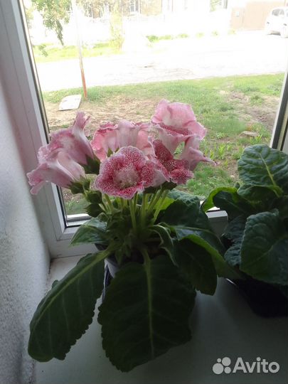 Глоксиния цветущая