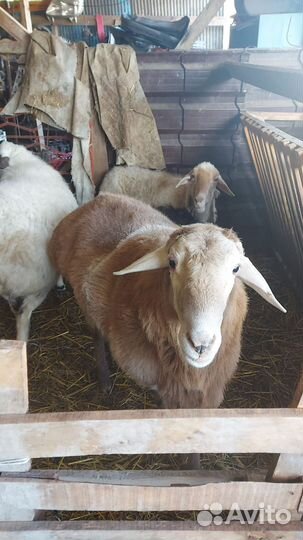 Овцы козы