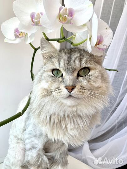 Сибирский кот Барсик