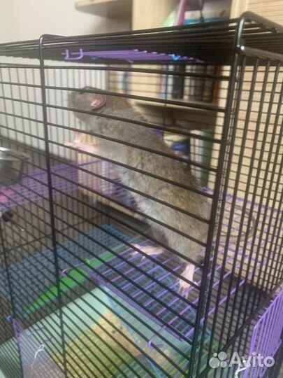 Декоративная крыса дамбо