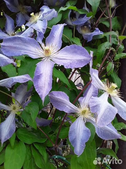 Продаю цветы, рассаду