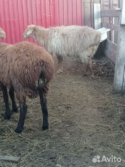 Козы, Бараны