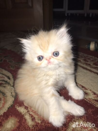 Персидские котята