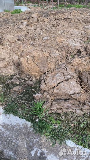 Навоз коровий домашний