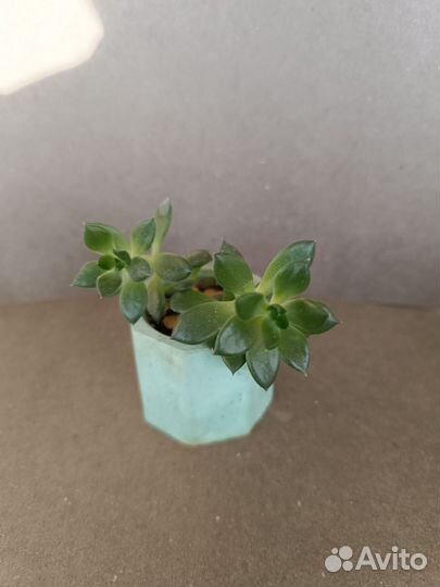 Суккуленты