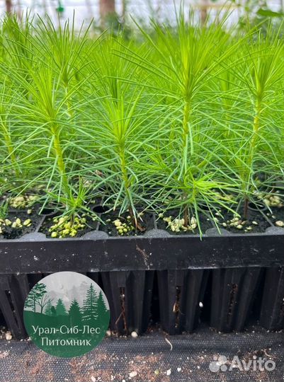Сосна зкс окс сеянцы Ель Лиственница Голуб Горная