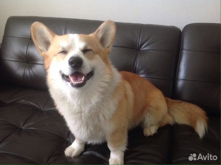 Консультант по породам собак