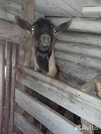 Вязка козел(чех)