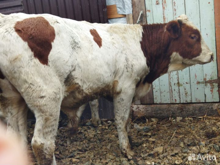 Быки симменталы