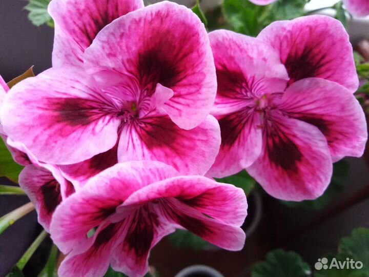 Королевская пеларгония, герань