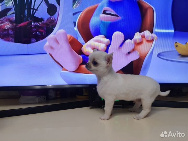Щенки чихуахуа