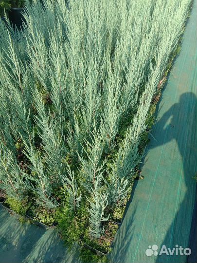 Можжевельник