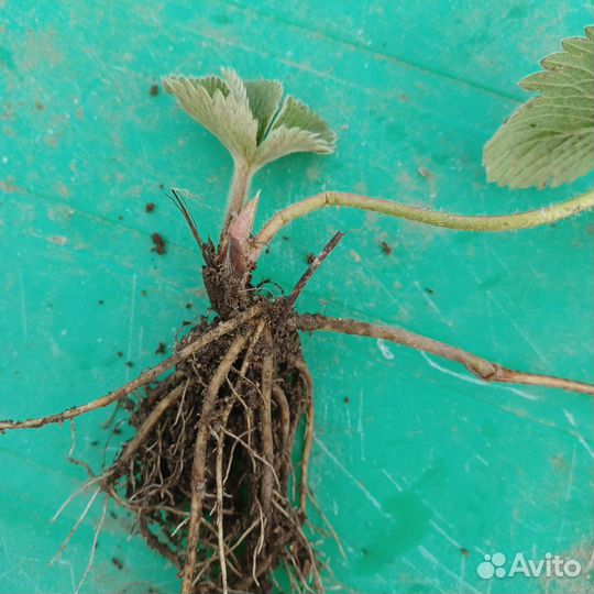 Рассада клубники