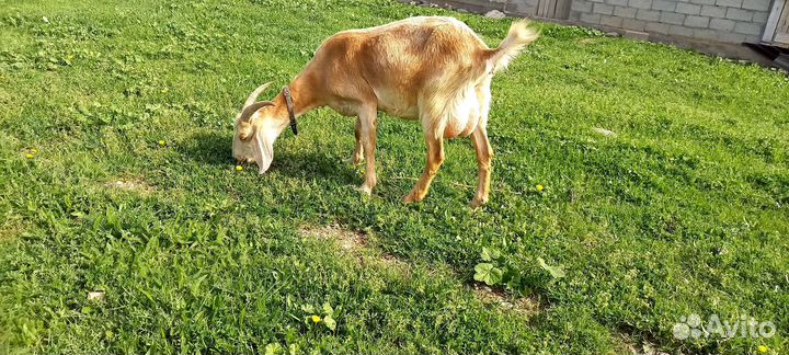 Молочные козы