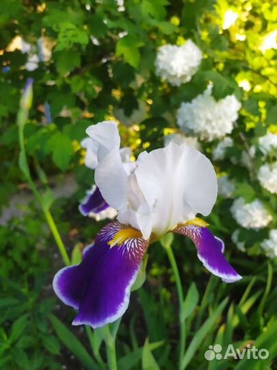 Ирисы бородатые сорт 