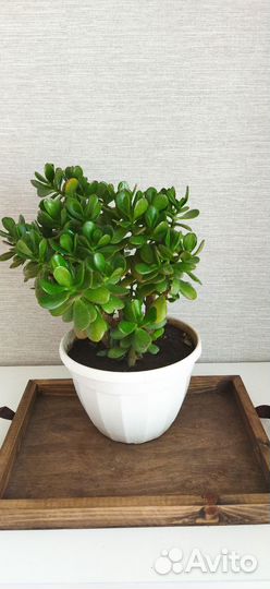 Денежное дерево красула толстянка)