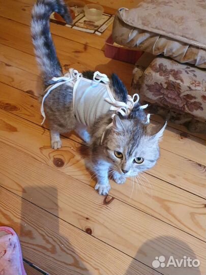 Сонечка в добрые руки