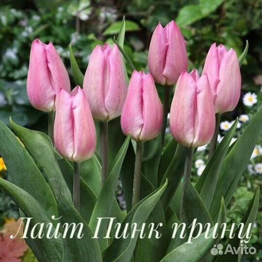 Луковицы тюльпанов 8 сортов