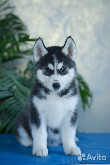 Сибирский хаски