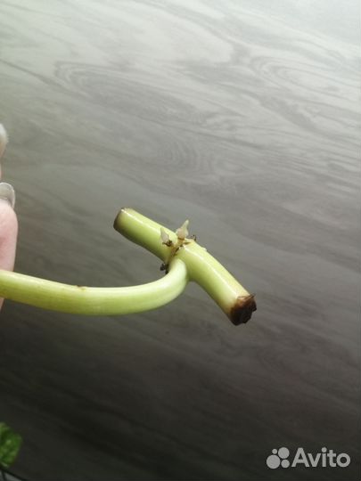 Филодендрон голди лок