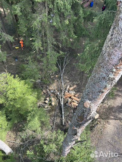 Срубить дерево