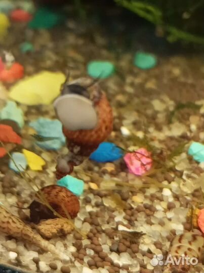 Аквариумные рыбки