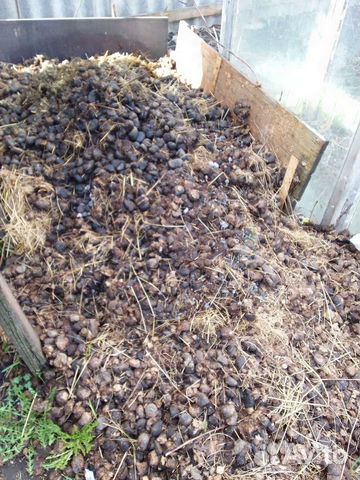 Конский навоз