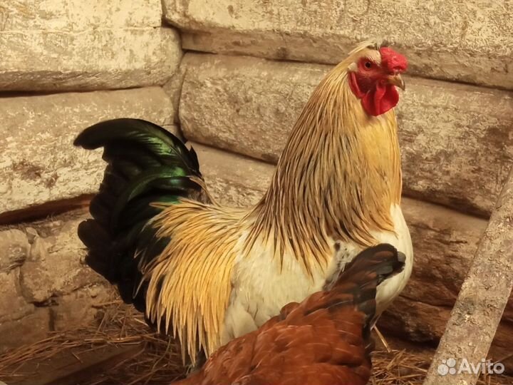 Яйца домаших кур