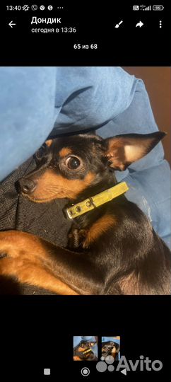 Мини той-терьер