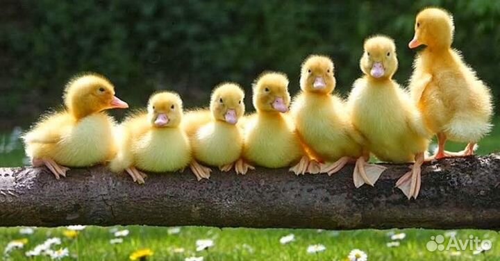 Куры Гусята Утята Цыплята Муларды