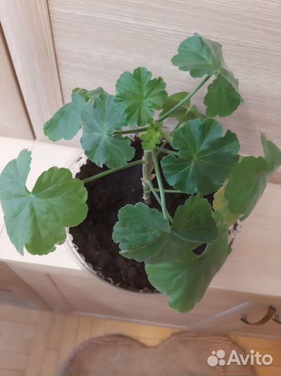 Герань пеларгония