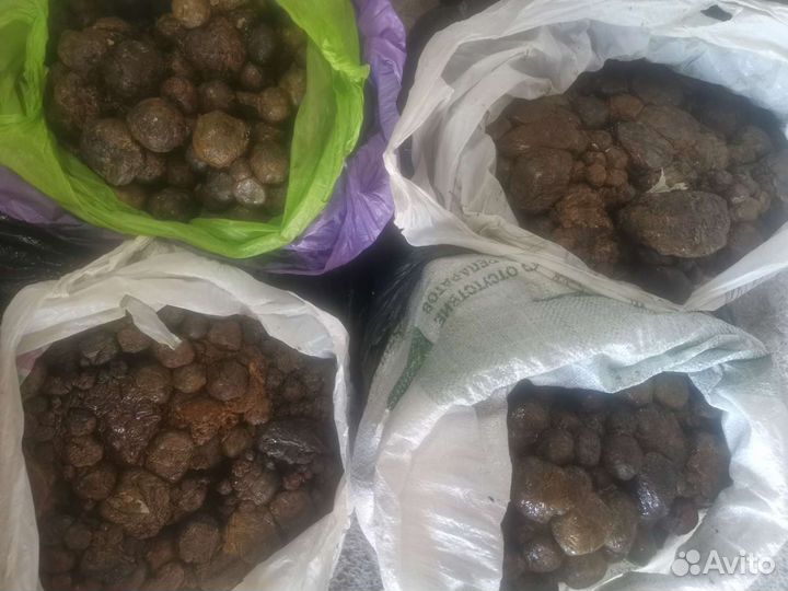 Продам прополис