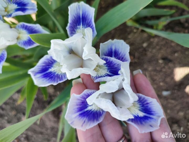 Ирисы карликовые