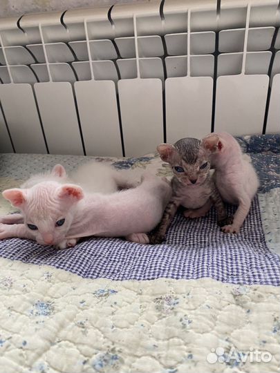 Кошки донской сфинкс