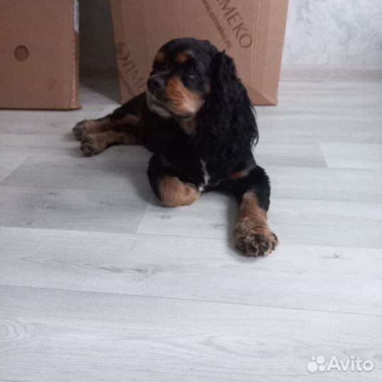 Кокер спаниель
