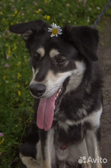 Нико ищет любящую семью