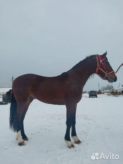 Орловский жеребец