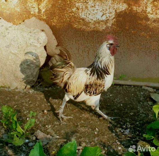 Молодые петухи