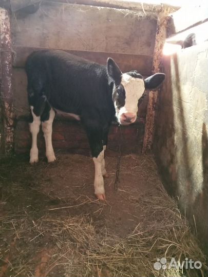 Телёнок, тёлочка